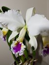 С.Suzanne Hye (C.gaskelliana SA x C.mossiae).